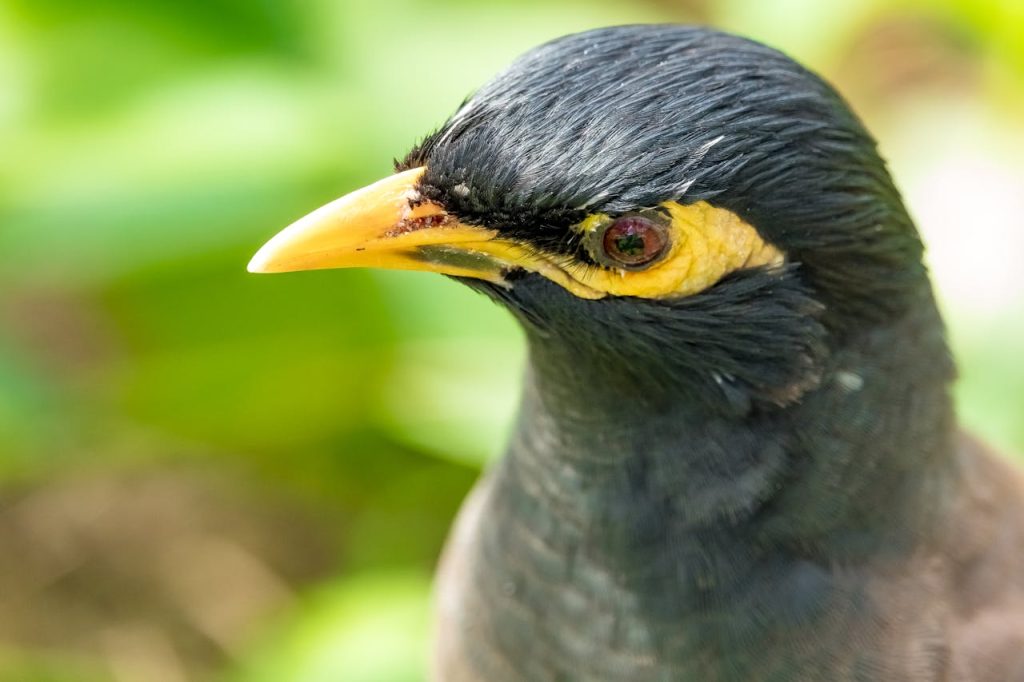 Detailed close-up of a myna bird with vibrant feathers in a natural environment.